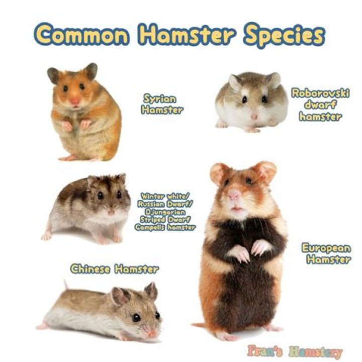 10 Fascinating Insights About X Hamsters: A Comprehensive Guide