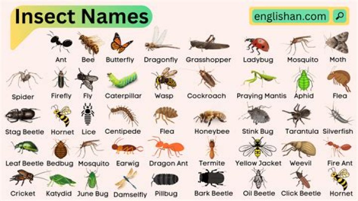 Discovering the First Insect: A Journey Through Time and Evolution
