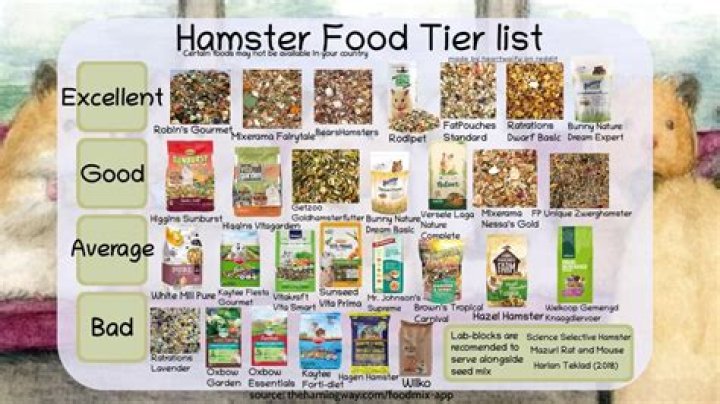 Exploring the Fascinating World of X Hamsters: A Comprehensive Guide