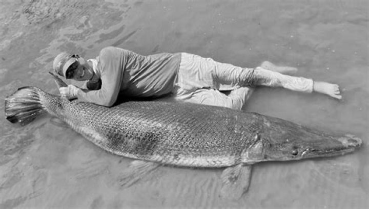 Exploring the World's Biggest Alligator Gar: A Fascinating Deep-Dive