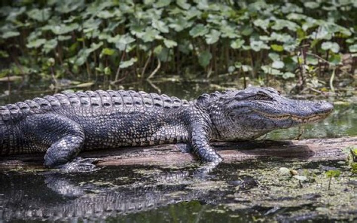 Miami Wildlife: Exploring the Fascinating Biodiversity of South Florida