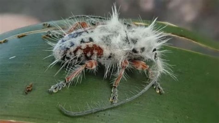New Insects Discovered: A Fascinating Journey into the World of Biodiversity