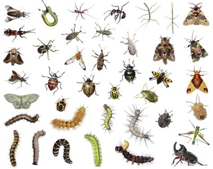 The Fascinating World of the First Insects: Exploring Their Origins and Evolution