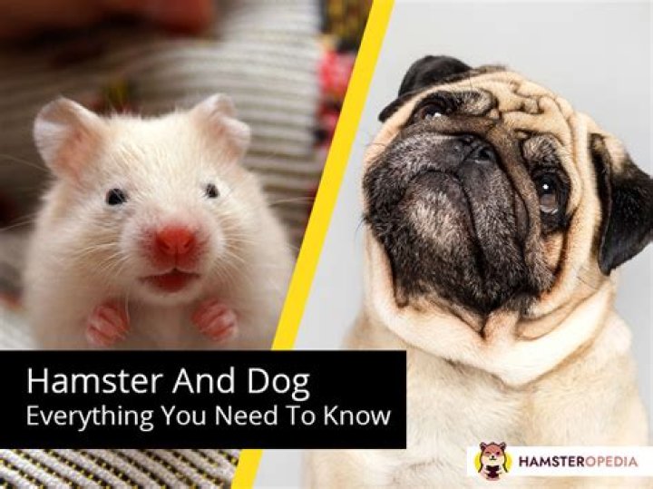 The Ultimate Guide to X Hamster: Everything You Need to Know