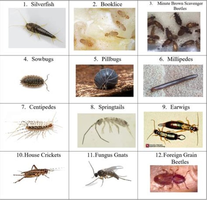 When Did the First Insects Appear: A Deep Dive into Their Origins and Evolution