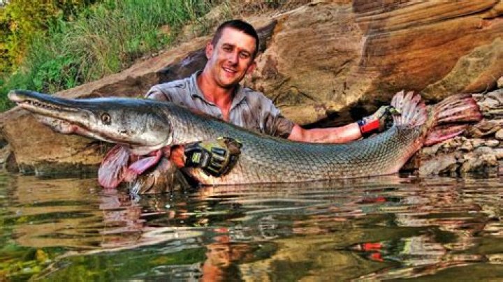 World Record Alligator Gar Length: Exploring the Largest Freshwater Fish