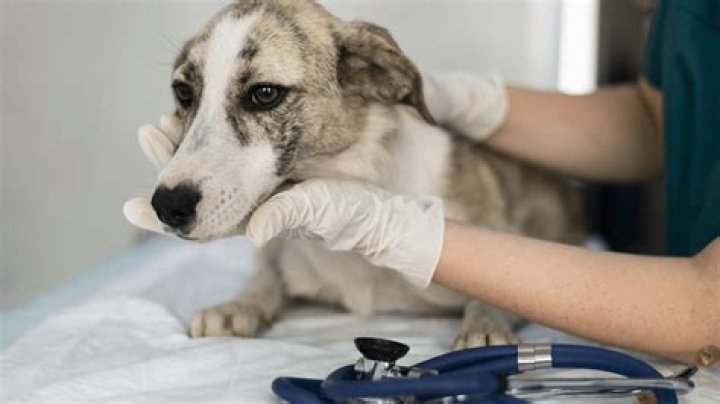 X Hanster: The Ultimate Guide to Understanding and Caring for Your Pet